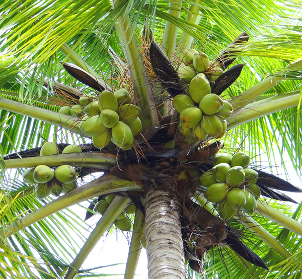 coconut farm business plan